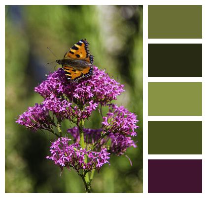 Insect Butterfly Flower Image