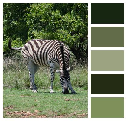 Zebra Equine Stripes Image