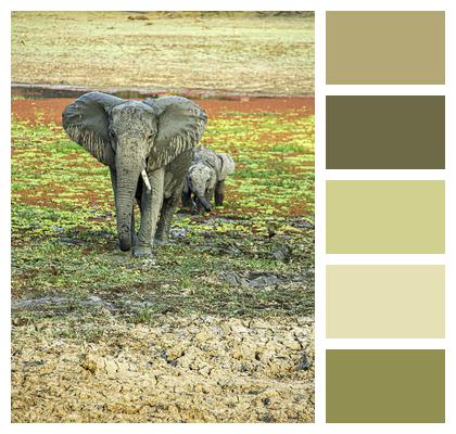 Wildlife Safari Elephant Image