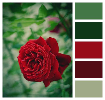 Red Flower Rose Image