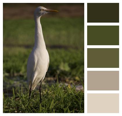 Cattle Egret Bird Image