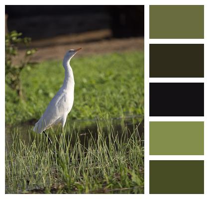 Cattle Egret Bird Image