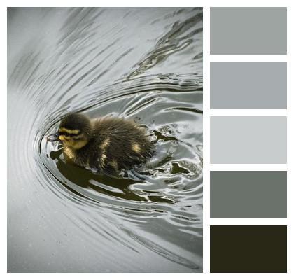 Bird Ornithology Duckling Image