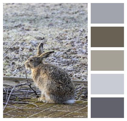 Rabbit Hail Winter Image