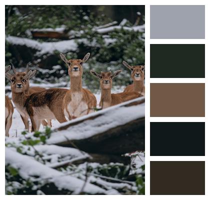 Forest Winter Deer Image