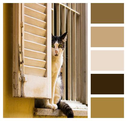 Cat Pet Window Image