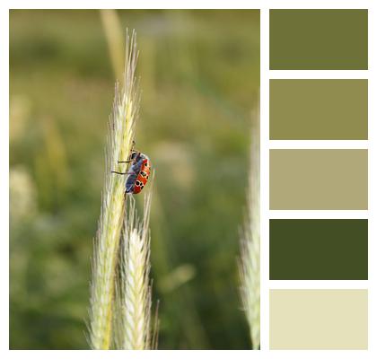 Wheat Ladybug Mountains Image