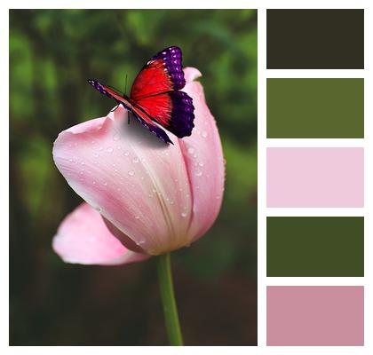 Pollination Butterfly Tulip Image