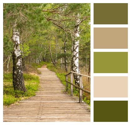 Boardwalk Forest Path Image