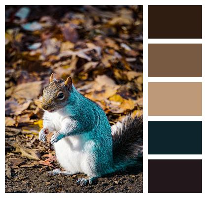 Croissant Squirrel Wildlife Image