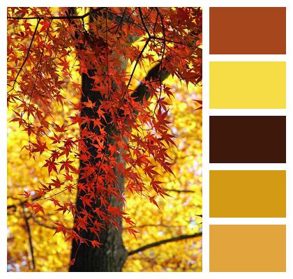 Multicoloured Fall Leaves Image