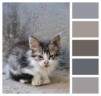 Kitten Pet Cat Image