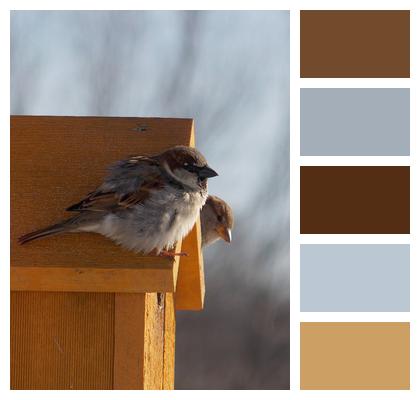 Wren Bird Birdhouse Image