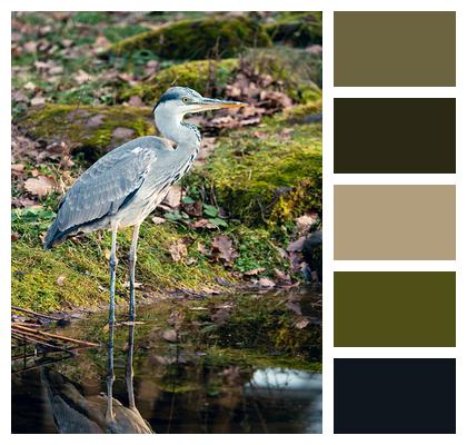 Nature Bird Fishermen Image