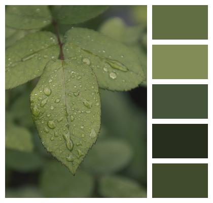 Leaves Foliage Raindrops Image