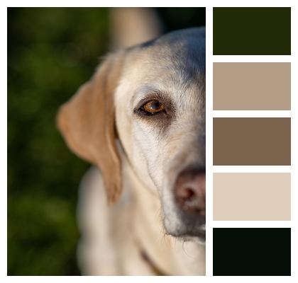 Labrador Dog Hound Image