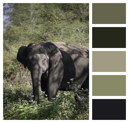 Animal Mammal Elephant Image