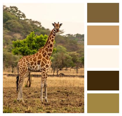 Giraffe Wildlife Safari Image