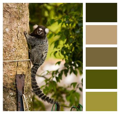 Marmoset Tree Monkey Image