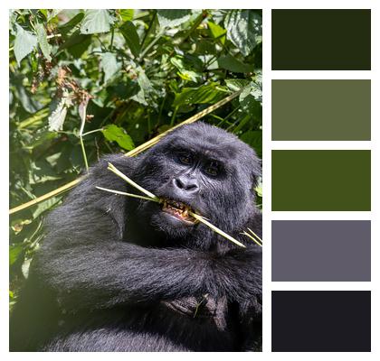 Gorilla Jungle Animal Image