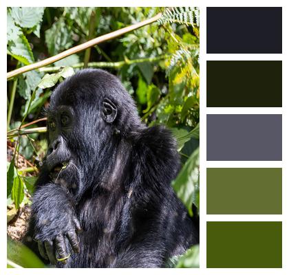 Jungle Gorilla Animal Image