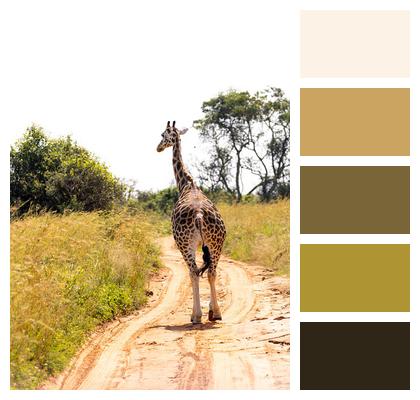 Safari Animal Giraffe Image