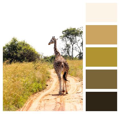 Animal Safari Giraffe Image