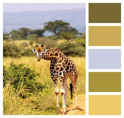 Animal Safari Giraffe Image