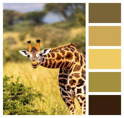 Safari Giraffe Animal Image