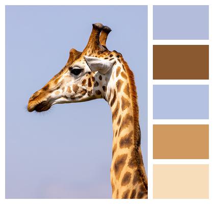 Animal Head Giraffe Image