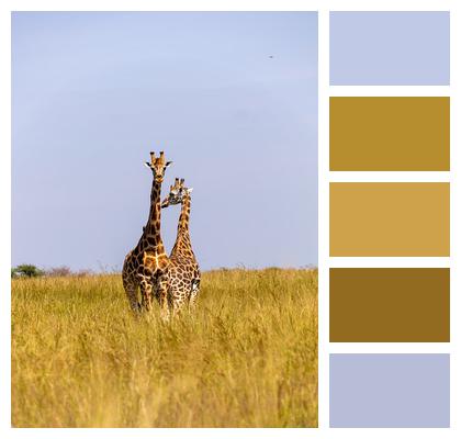Animals Giraffes Safari Image