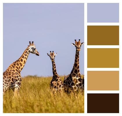 Safari Animals Giraffes Image