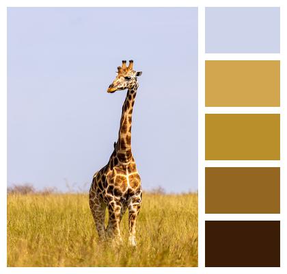 Giraffe Animal Safari Image
