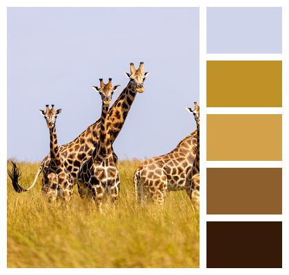 Safari Giraffes Animals Image