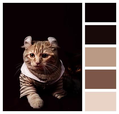 Animal Pet Cat Image