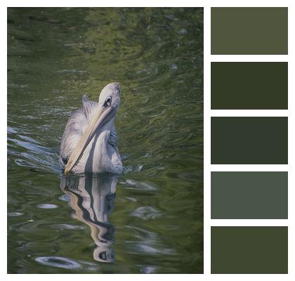 Pond Pelican Bird Image