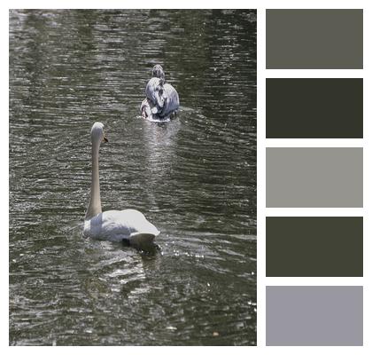 Bird Swan Pelican Image