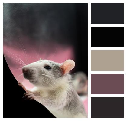 Animal Pet Rat Image