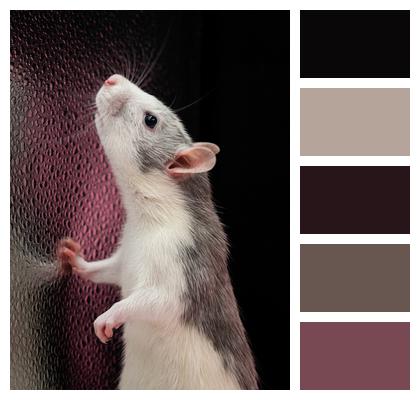 Rat Animal Pet Image