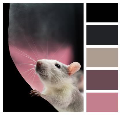 Rat Animal Pet Image