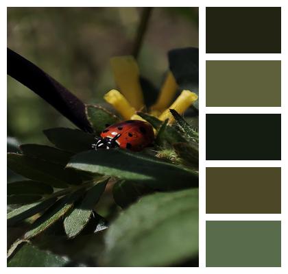 Nature Insects Ladybug Image