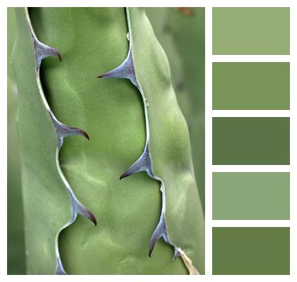 Cactus Plants Nature Image
