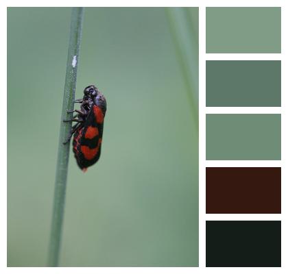 Detail Bug Beetle Image