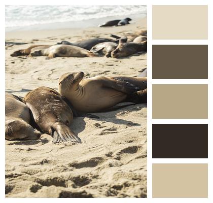 Beach Seal Sand Image