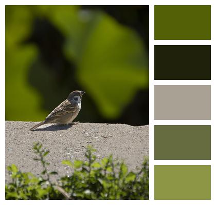 Sparrow Bird Nature Image