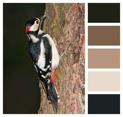 Woodpecker Fauna Bird Image
