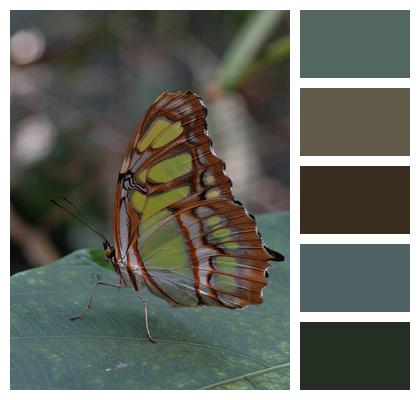 Wing Butterfly Insect Image