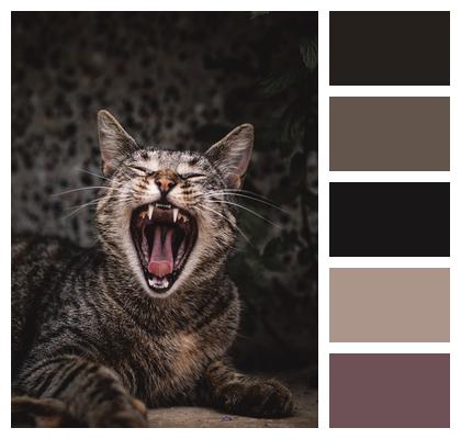 Pet Yawn Cat Image