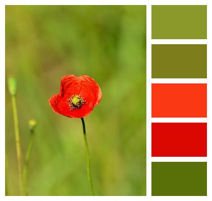 Flower Bloom Poppy Image