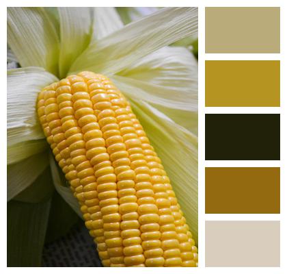 Field Corn Vegetable Image